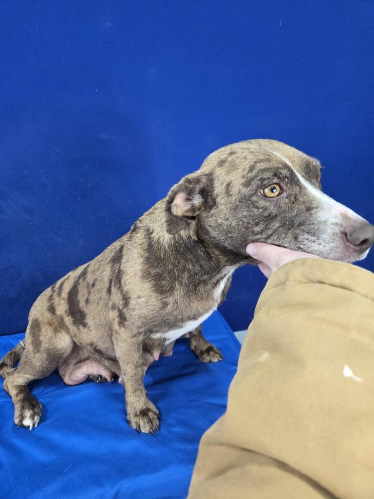Mother Goose, Adoptable, Adult Female Catahoula Leopard Dog & Beagle.