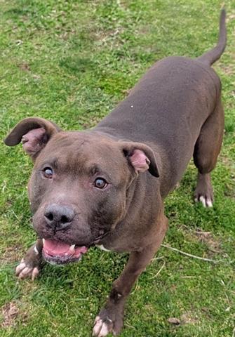 DUKE, Adoptable, Young Male Pit Bull Terrier.
