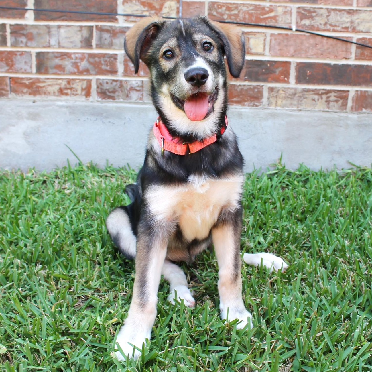 Roxy, Adoptable, Young Female Shepherd & Great Pyrenees.