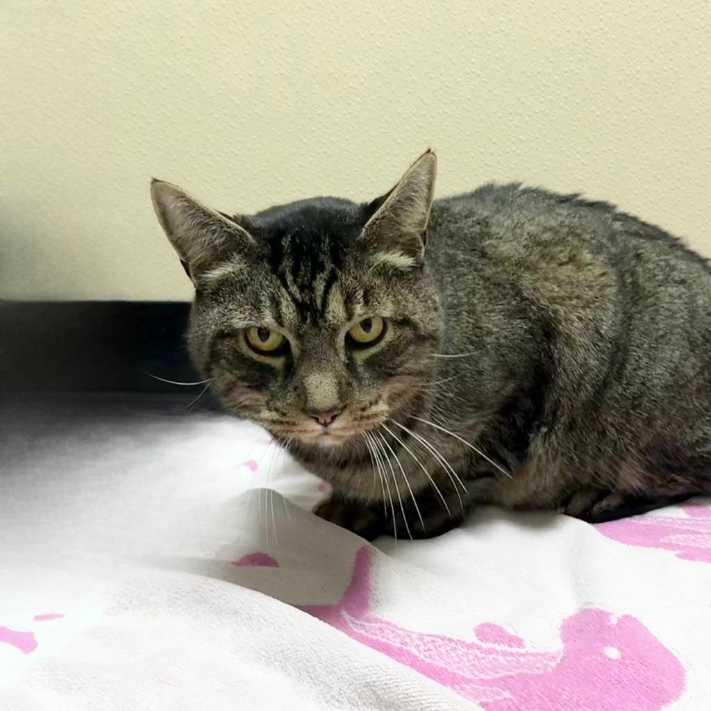 Fernando, Adoptable, Senior Male Domestic Short Hair.