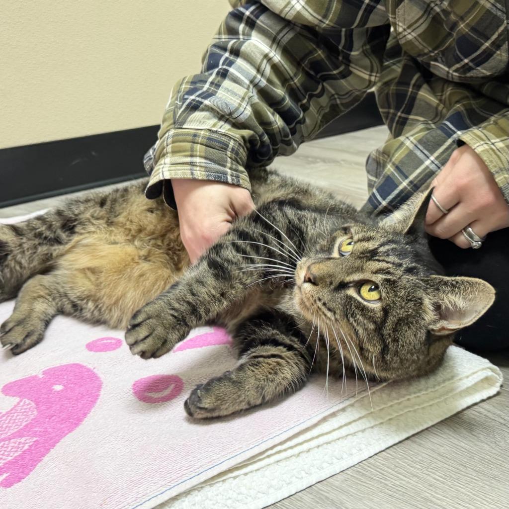 Fernando, a Adoptable Domestic Short Hair in State College, PA image 2/4