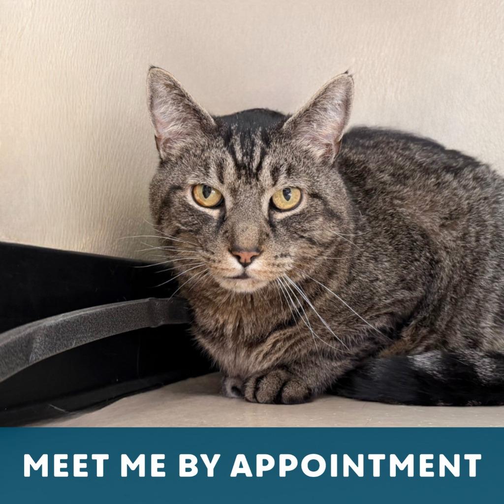Fernando, a Adoptable Domestic Short Hair in State College, PA image 1/6