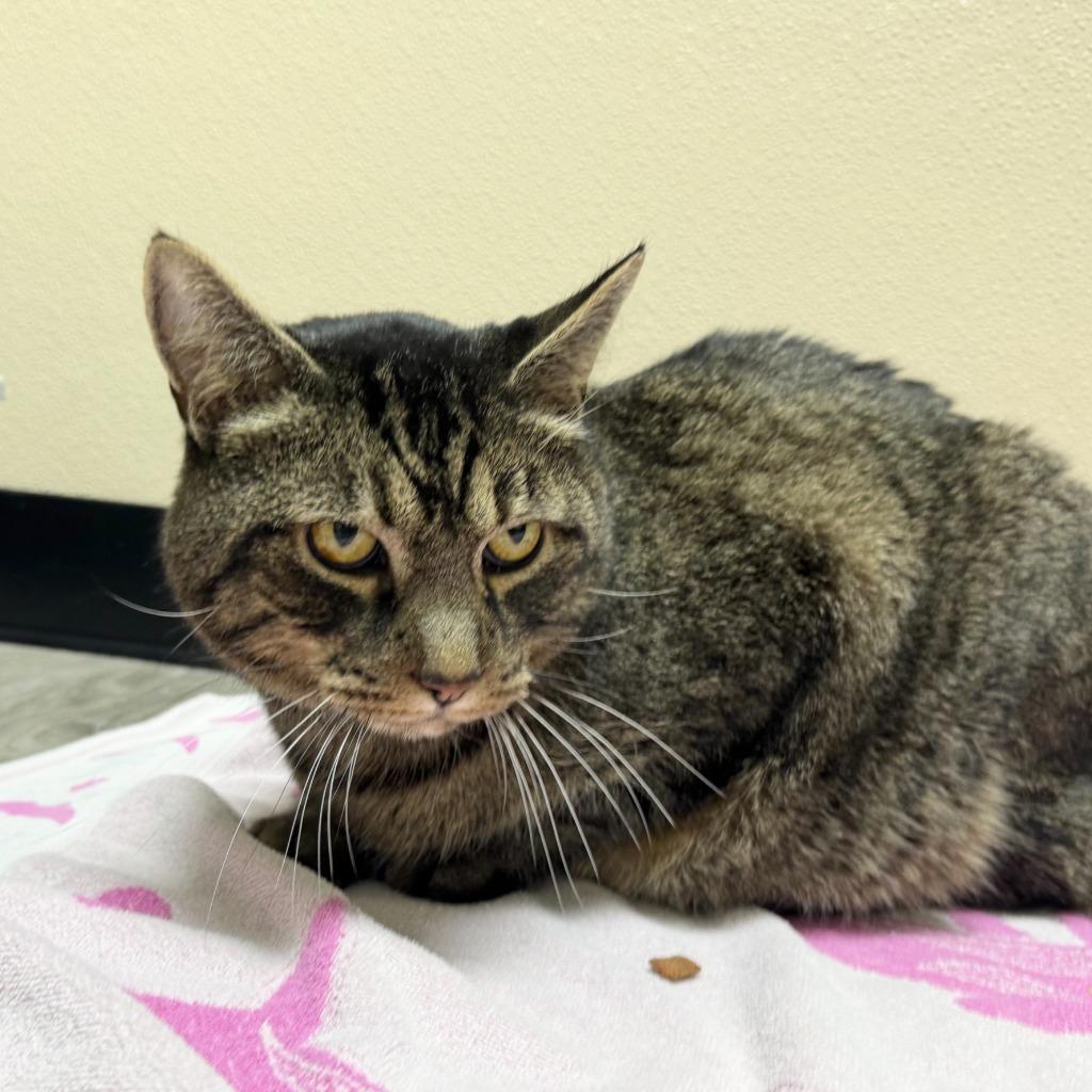 Enlarge Fernando, a Adoptable Domestic Short Hair in State College, PA image 1/4
