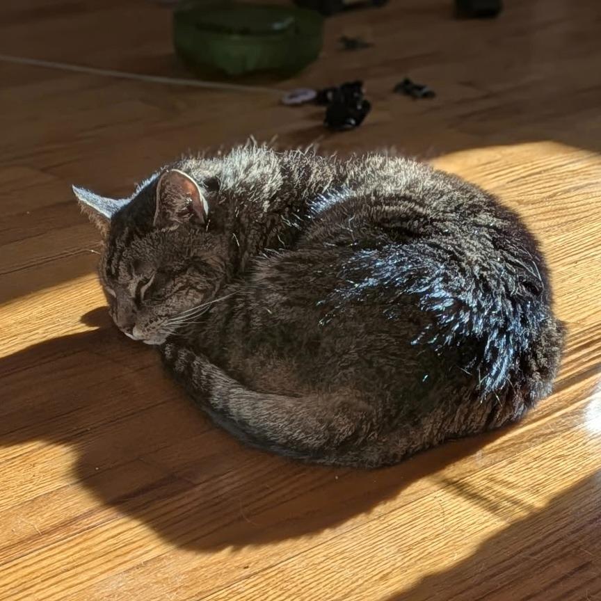 Enlarge Fernando, a Adoptable Domestic Short Hair in State College, PA image 3/6