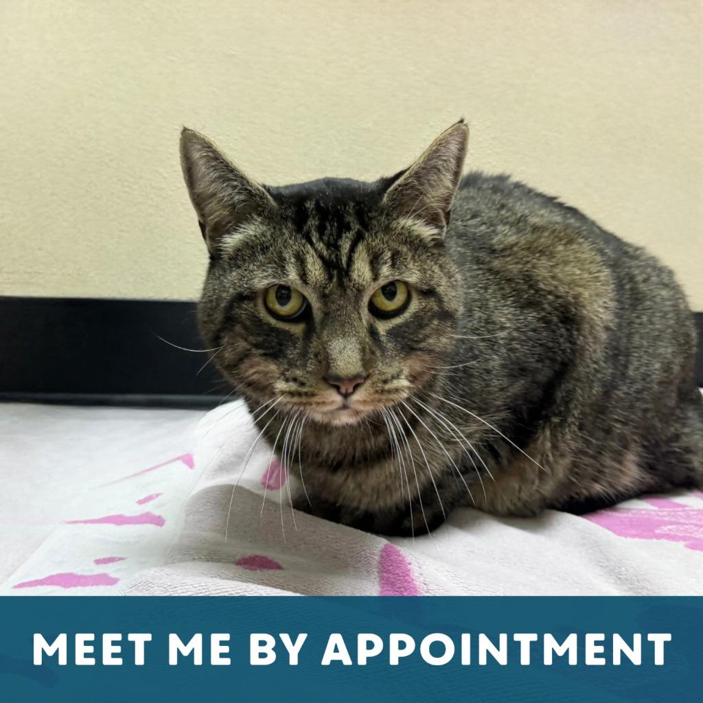 Fernando, a Adoptable Domestic Short Hair in State College, PA image 3/4