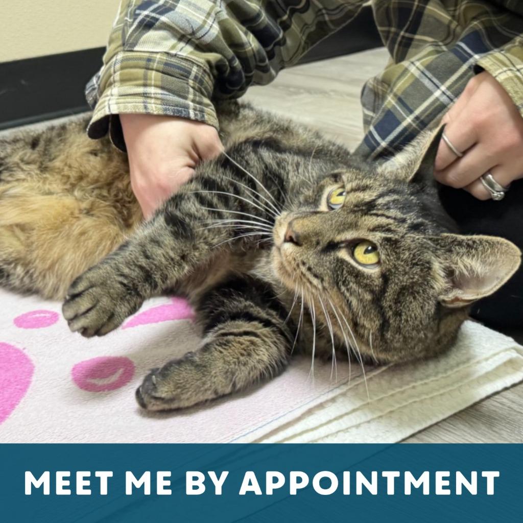 Enlarge Fernando, a Adoptable Domestic Short Hair in State College, PA image 4/6