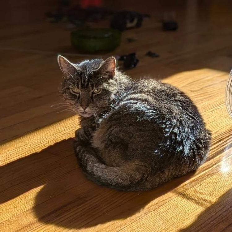 Enlarge Fernando, a Adoptable Domestic Short Hair in State College, PA image 6/6