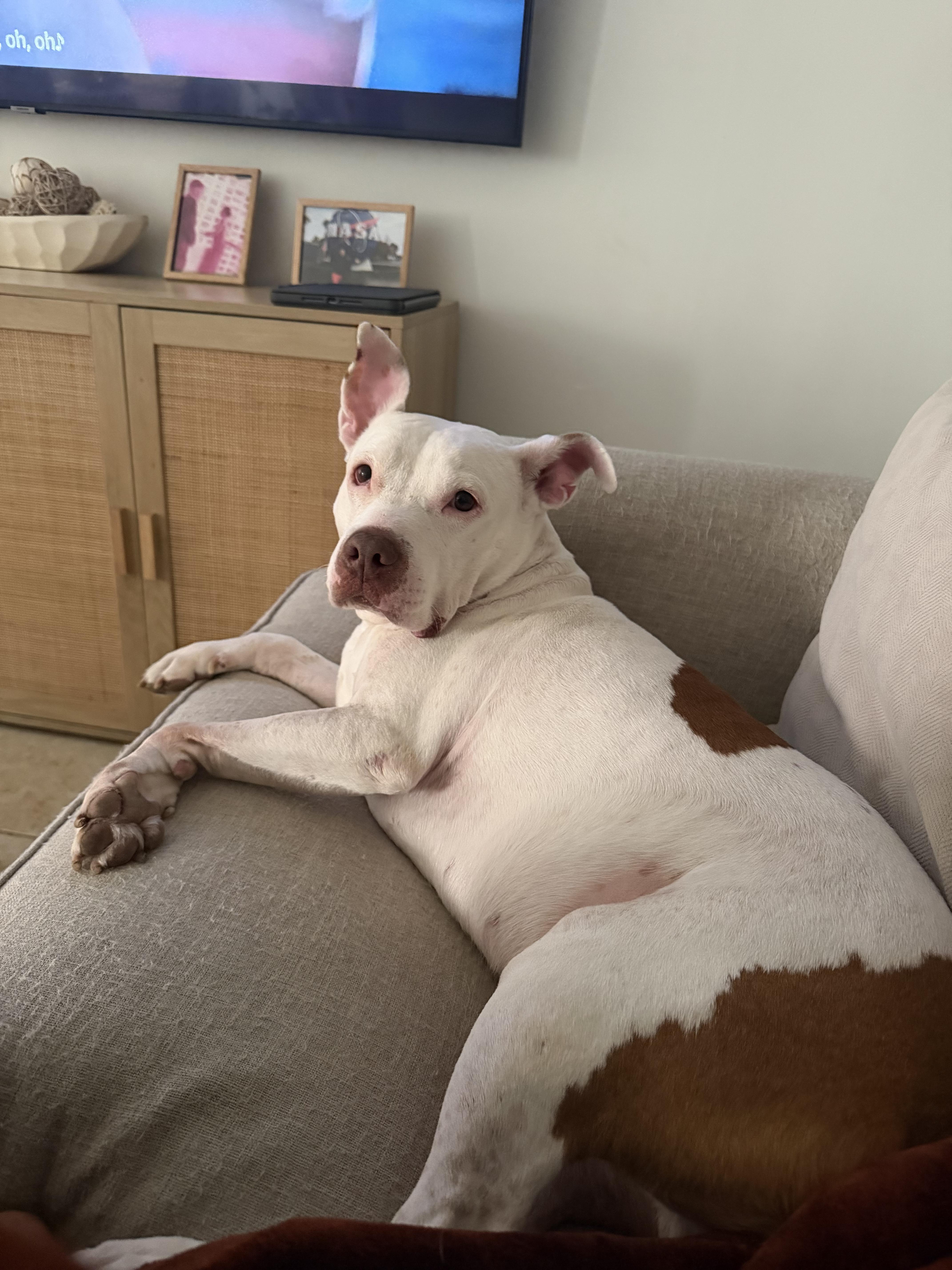 Enlarge King, a ADOPTABLE mixed breed in North Miami, FL image 2/6