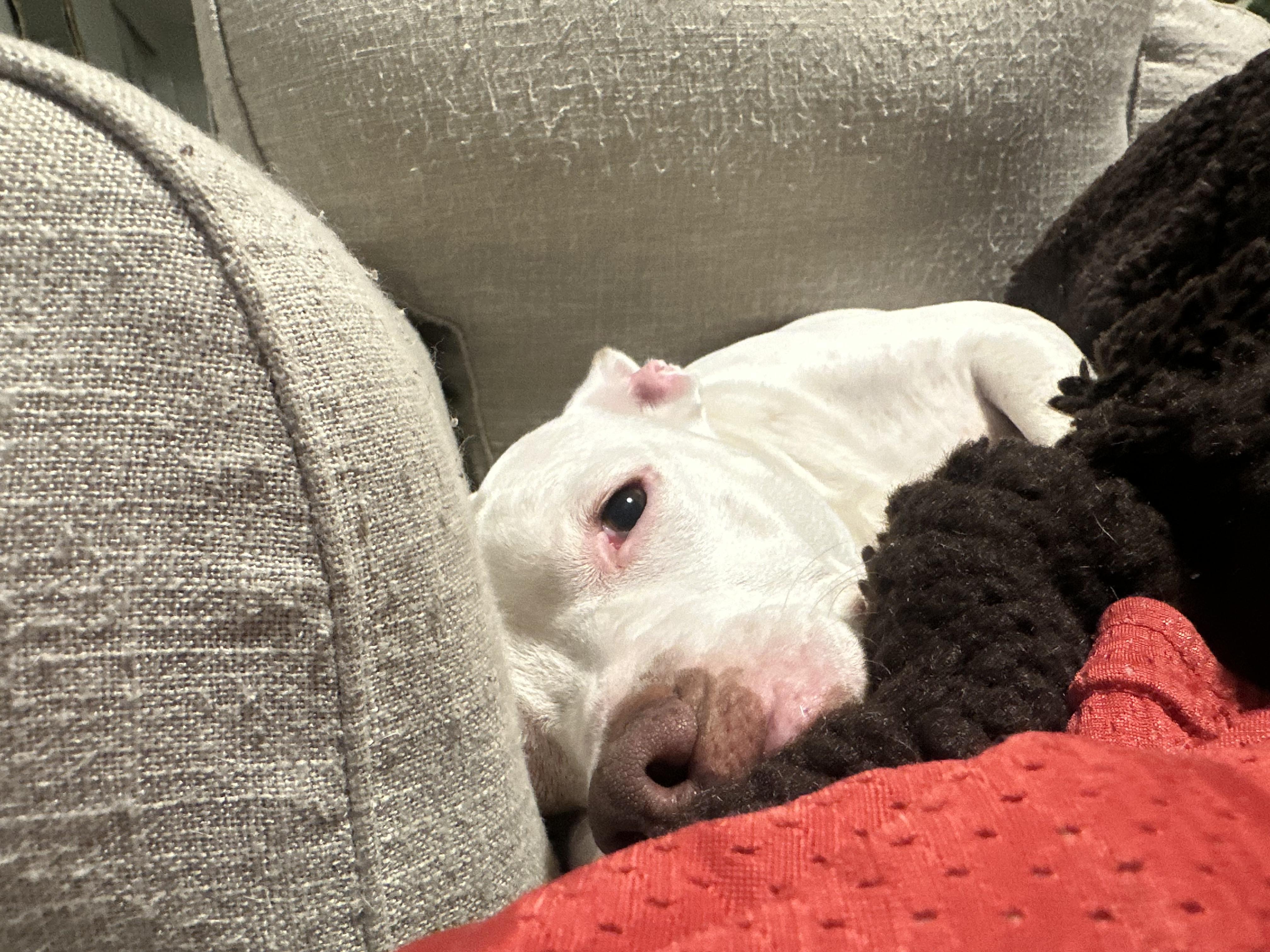 Enlarge King, a ADOPTABLE mixed breed in North Miami, FL image 5/6