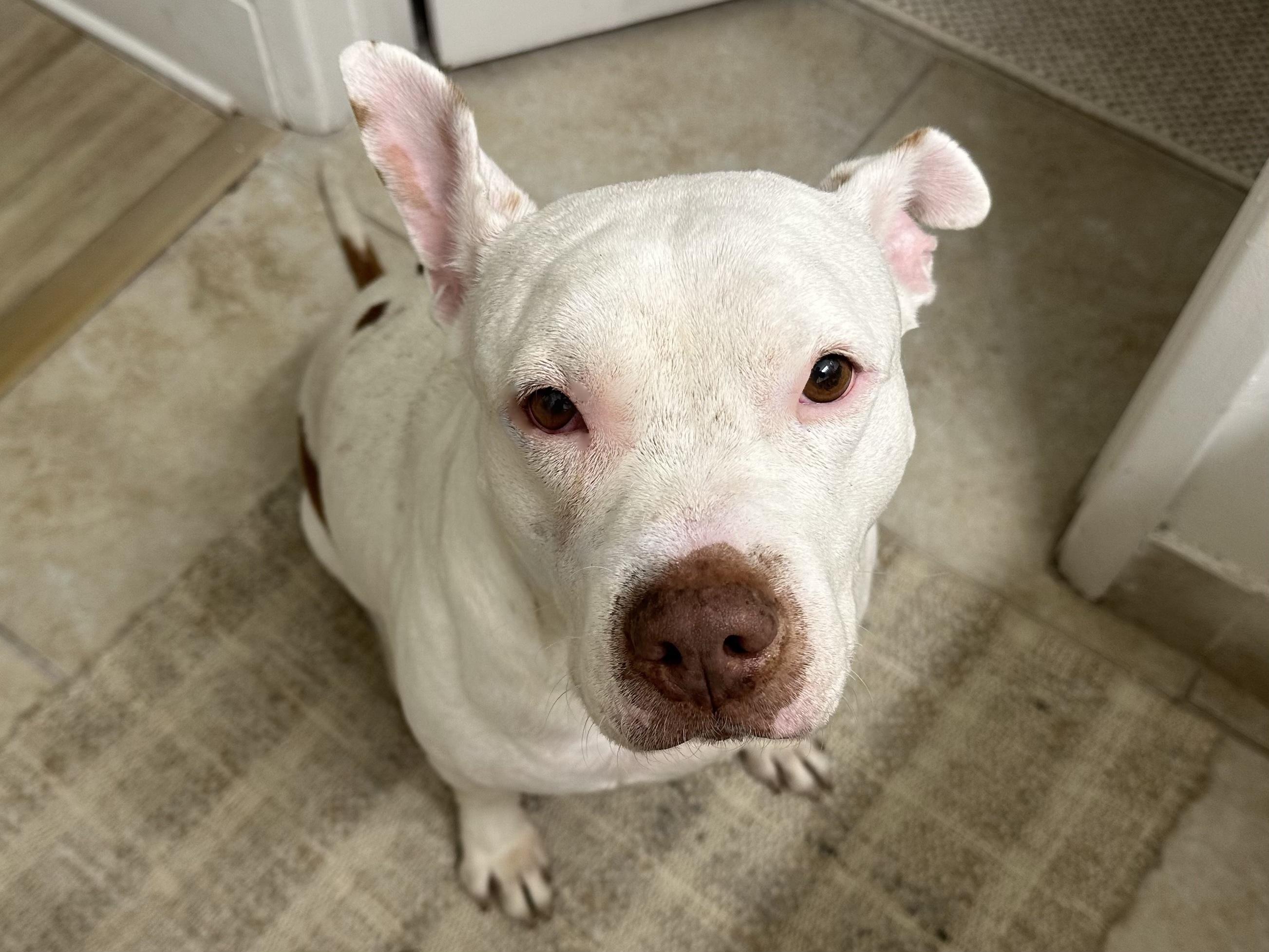 Enlarge King, a ADOPTABLE mixed breed in North Miami, FL image 3/6