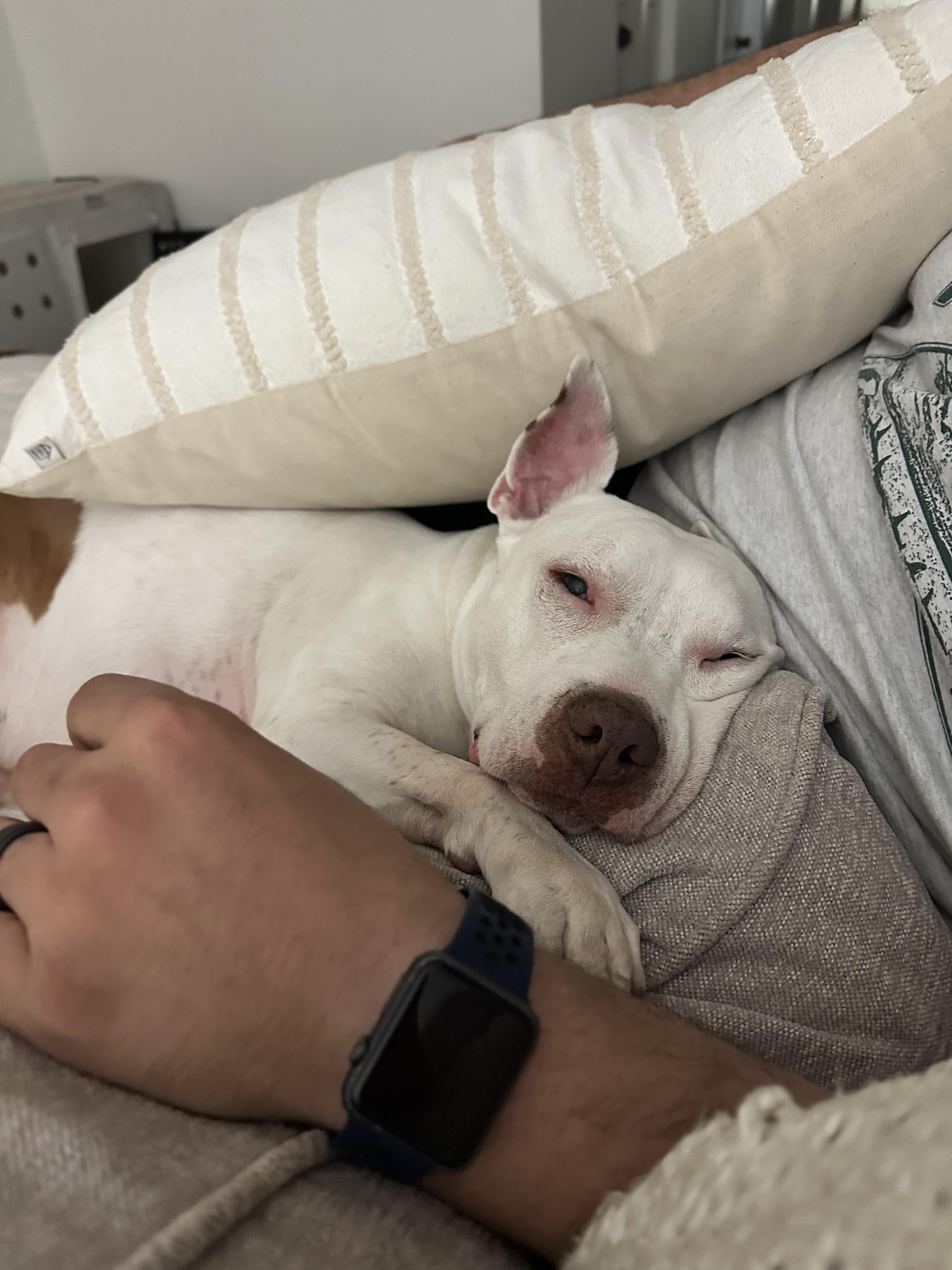 Enlarge King, a ADOPTABLE mixed breed in North Miami, FL image 4/6