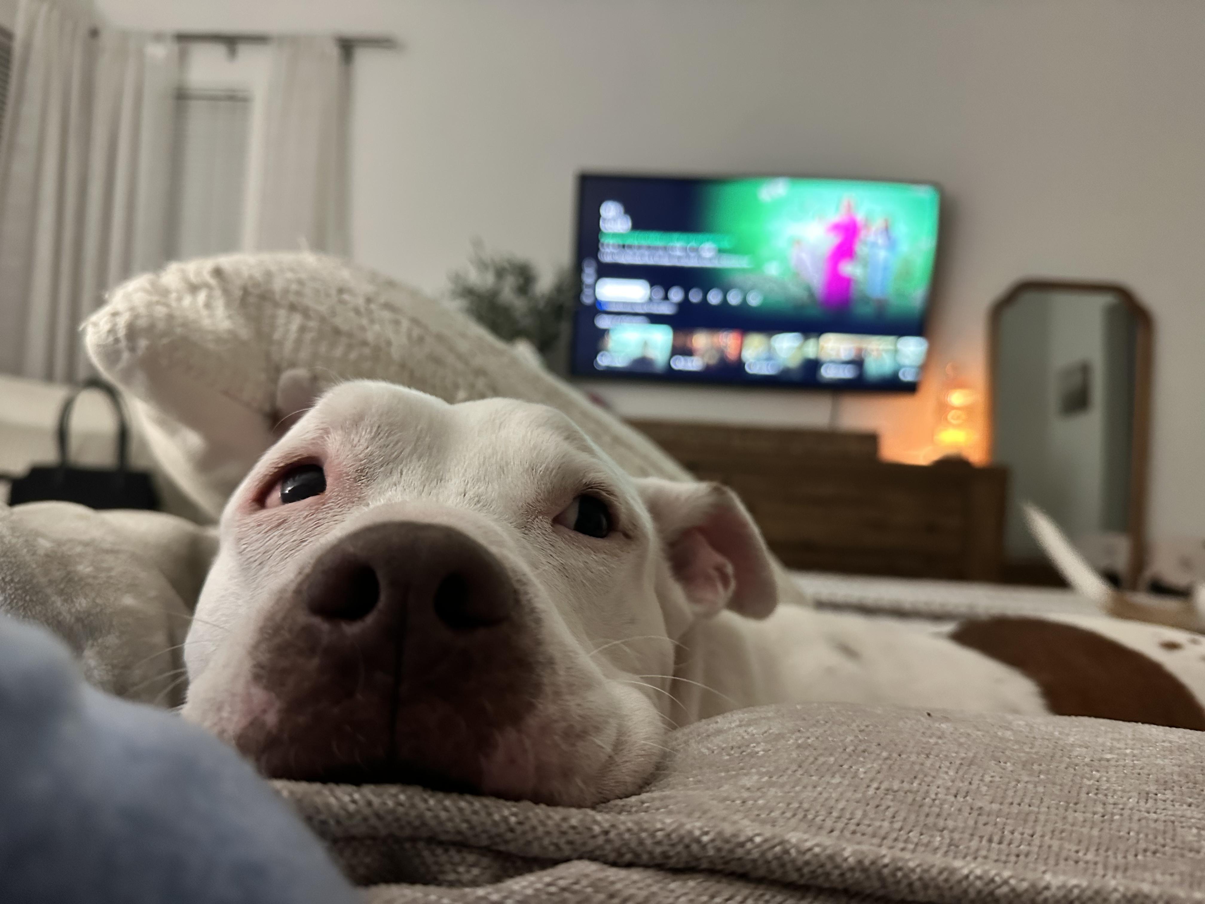 Enlarge King, a ADOPTABLE mixed breed in North Miami, FL image 1/6