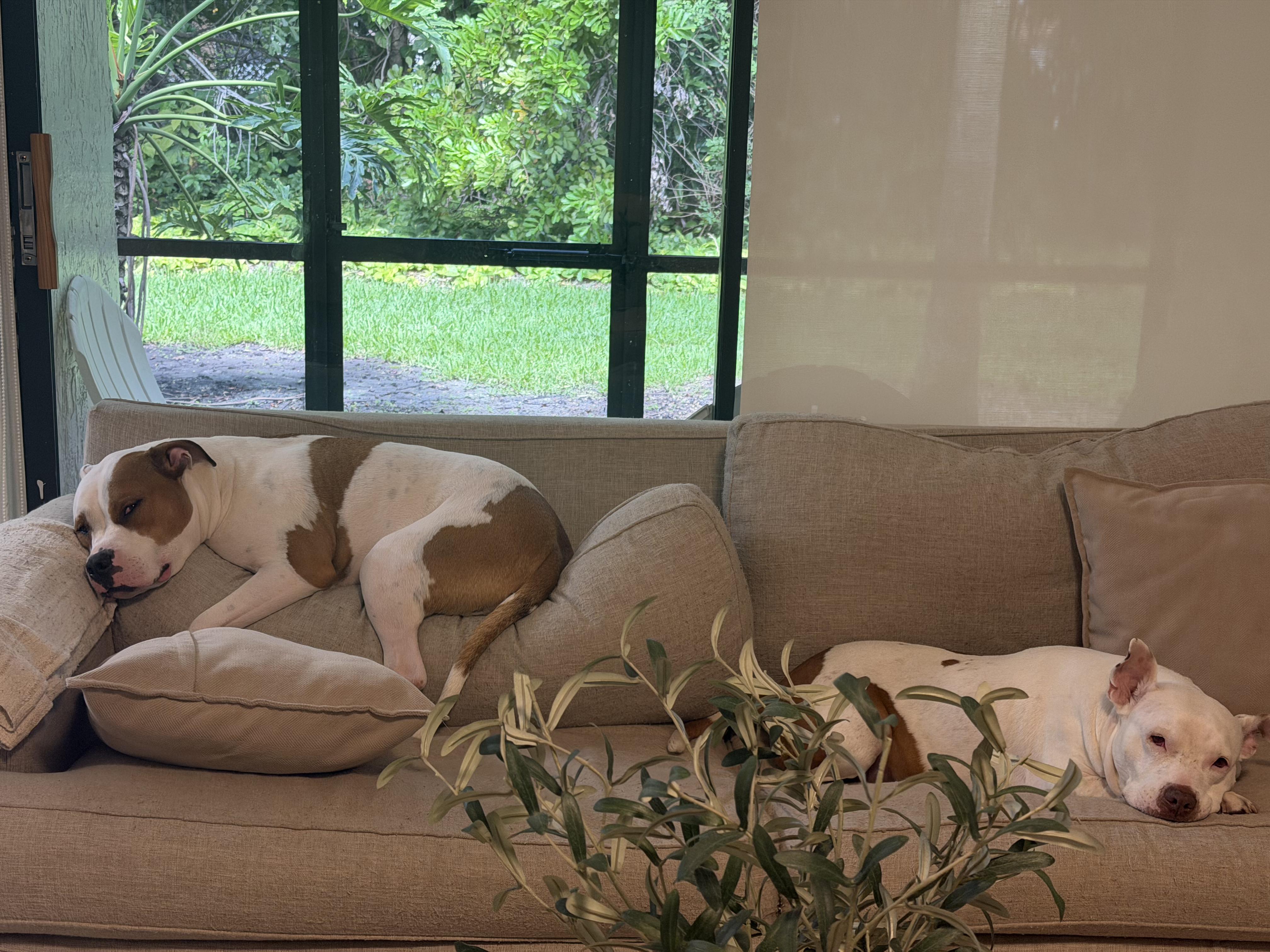 Enlarge King, a ADOPTABLE mixed breed in North Miami, FL image 6/6