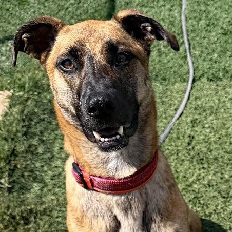 Enlarge Nadia, a Adoptable mixed breed in Oklahoma City, OK image 6/6