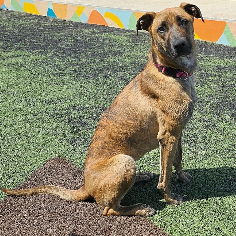 Nadia, a Adoptable mixed breed in Oklahoma City, OK image 1/13