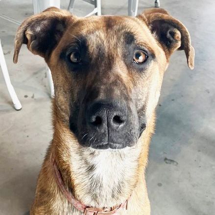 Enlarge Nadia, a Adoptable mixed breed in Oklahoma City, OK image 11/13