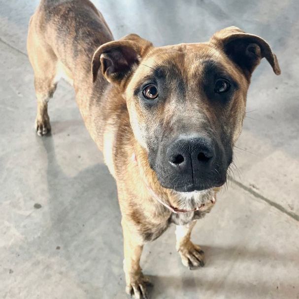 Enlarge Nadia, a Adoptable mixed breed in Oklahoma City, OK image 12/13