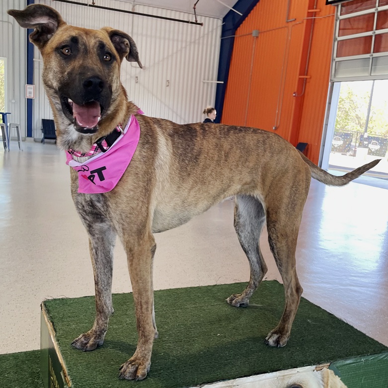 Enlarge Nadia, a Adoptable mixed breed in Oklahoma City, OK image 10/13