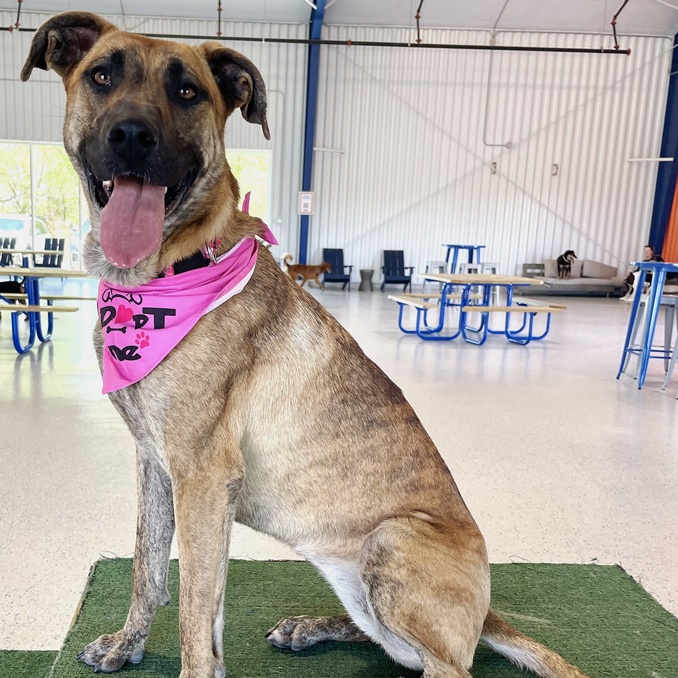 Enlarge Nadia, a Adoptable mixed breed in Oklahoma City, OK image 9/13
