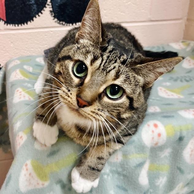 Kit Kat, a Adoptable Domestic Short Hair in Owosso, MI image 1/6