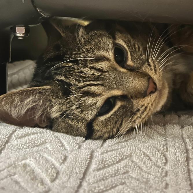 Kit Kat, a Adoptable Domestic Short Hair in Owosso, MI image 2/6