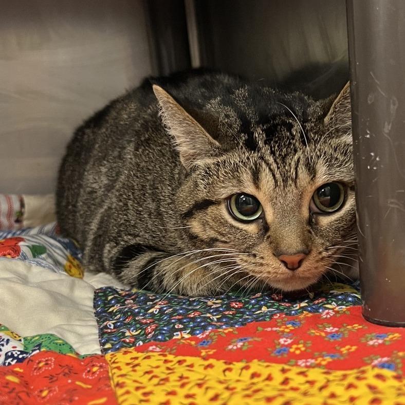 Kit Kat, a Adoptable Domestic Short Hair in Owosso, MI image 3/6