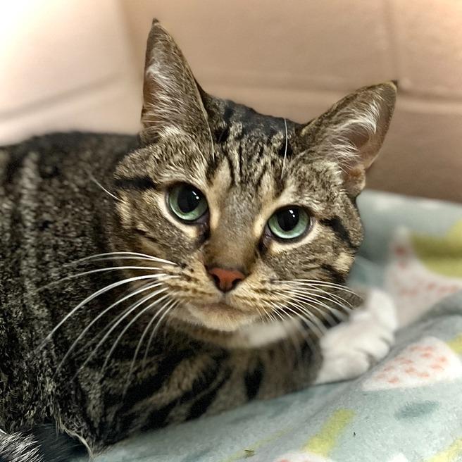 Kit Kat, a Adoptable Domestic Short Hair in Owosso, MI image 4/6