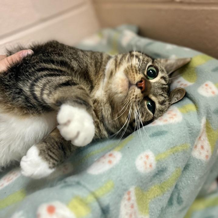 Kit Kat, a Adoptable Domestic Short Hair in Owosso, MI image 5/6