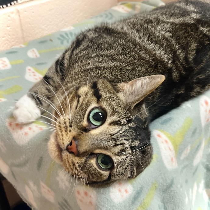 Kit Kat, a Adoptable Domestic Short Hair in Owosso, MI image 6/6
