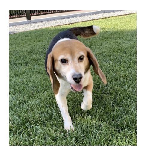 Enlarge Fosters Needed for Retired Research Heroes, a Adoptable Beagle in San Juan Capistrano, CA image 2/4