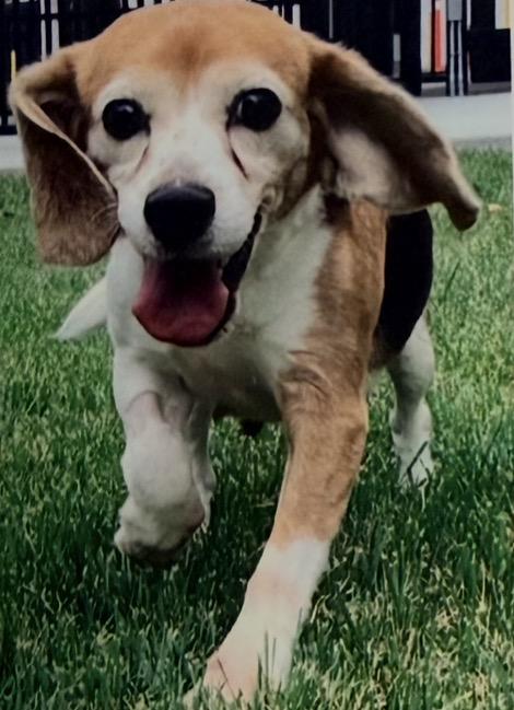 Enlarge Fosters Needed for Retired Research Heroes, a Adoptable Beagle in San Juan Capistrano, CA image 4/4