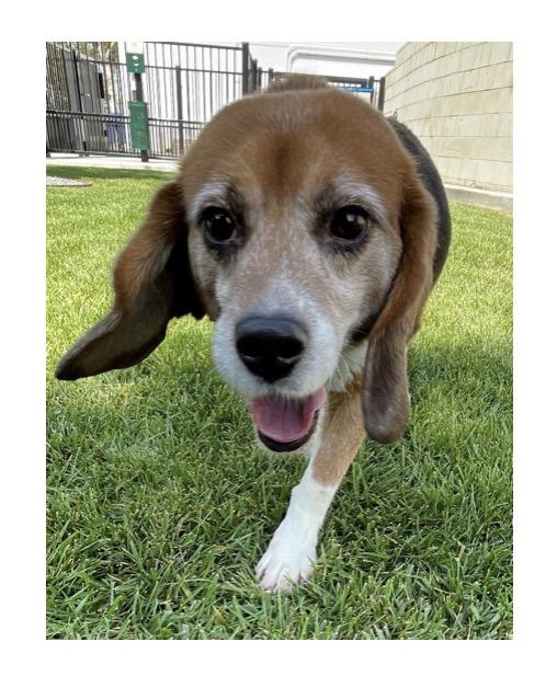 Enlarge Fosters Needed for Retired Research Heroes, a Adoptable Beagle in San Juan Capistrano, CA image 1/4