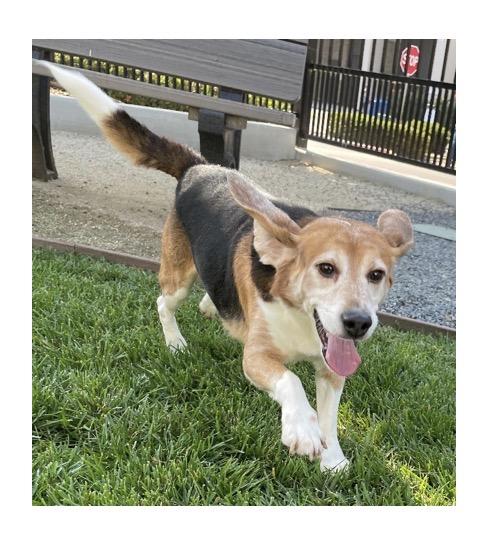 Enlarge Fosters Needed for Retired Research Heroes, a Adoptable Beagle in San Juan Capistrano, CA image 3/4