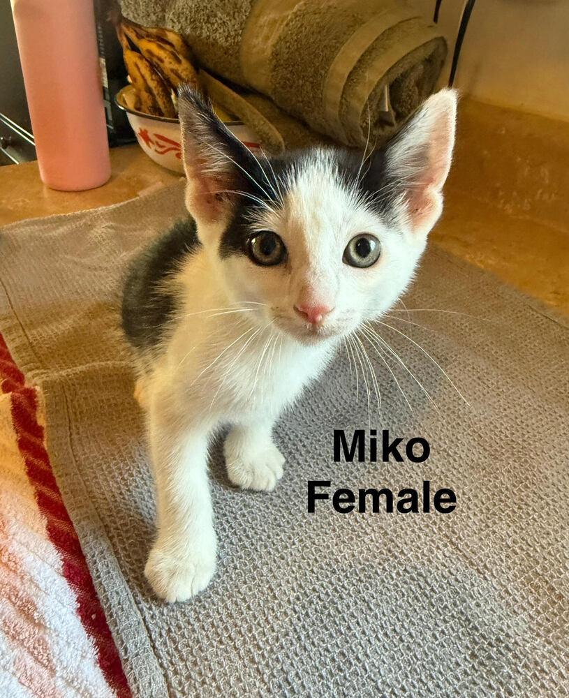 Miko, Adoptable, Kitten Female Domestic Short Hair.