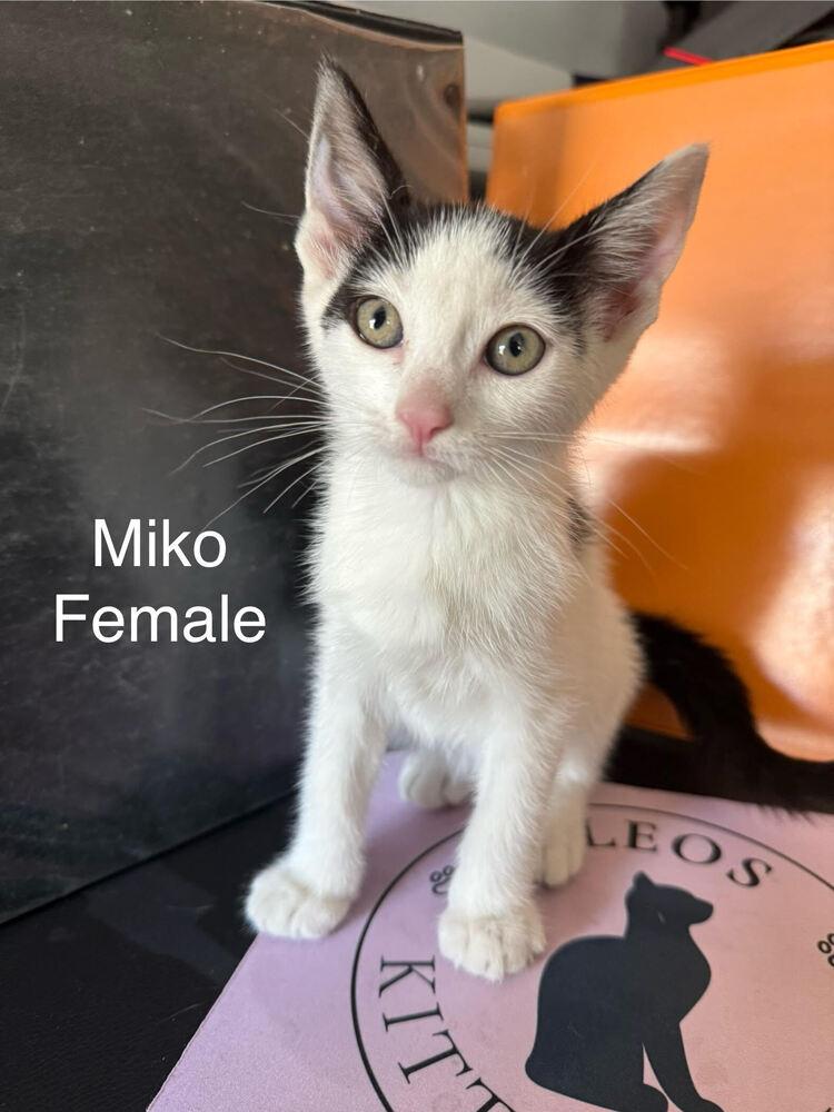 Enlarge Miko, a Adoptable Domestic Short Hair in Lancaster, CA image 2/3