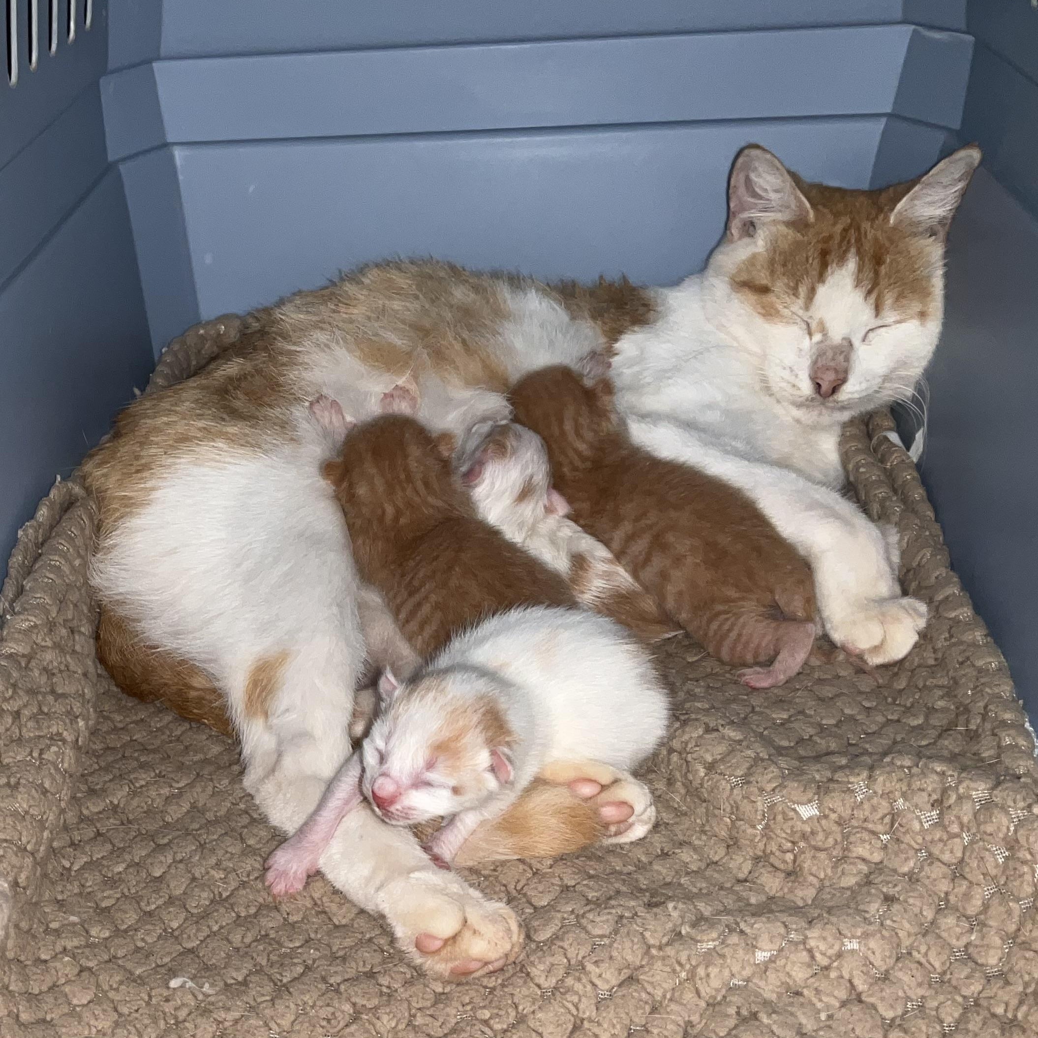 Butterscotch, Adoptable, Adult Female Domestic Short Hair.