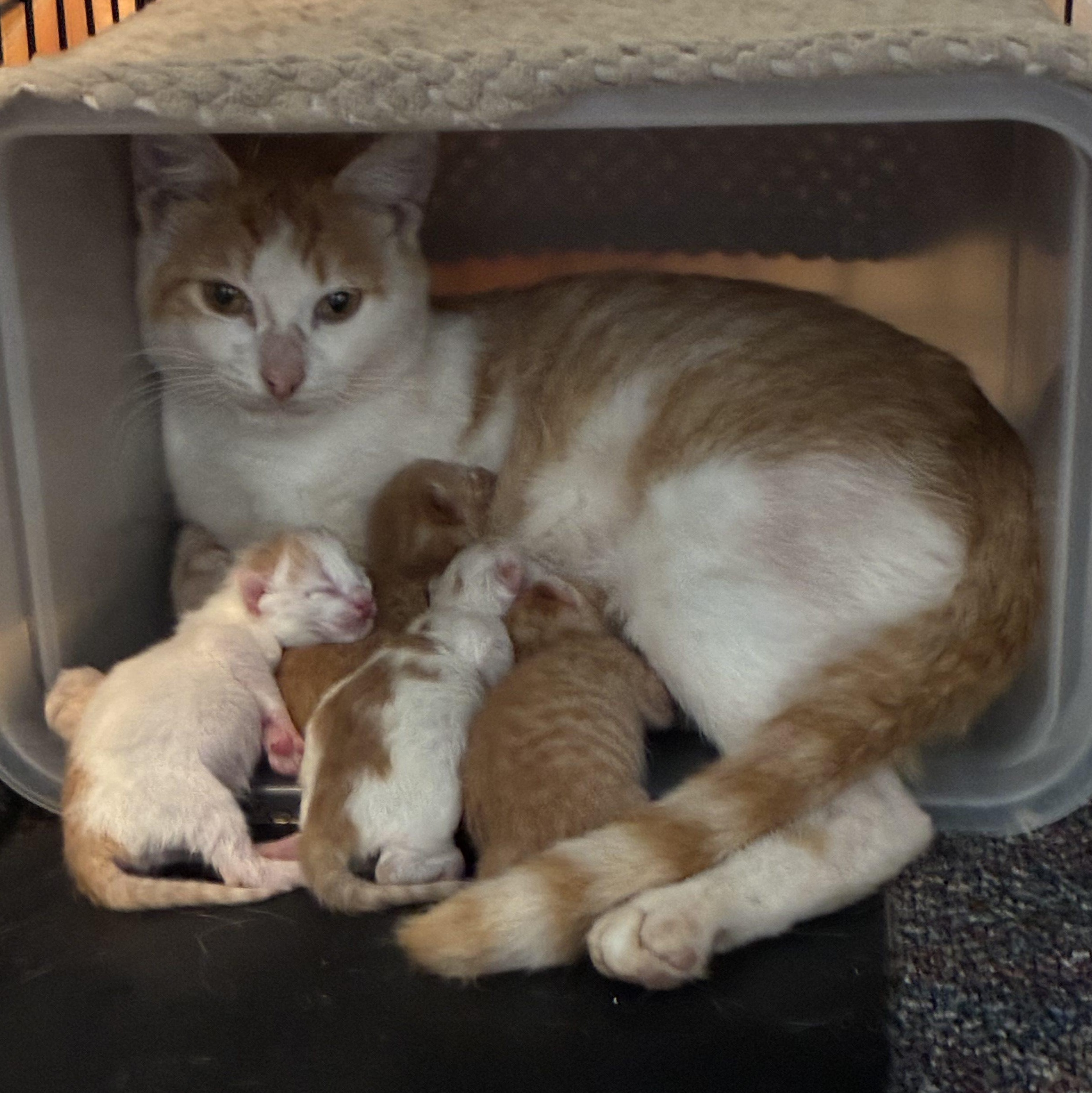 Butterscotch, a Adoptable Domestic Short Hair in Norfolk, VA image 2/2