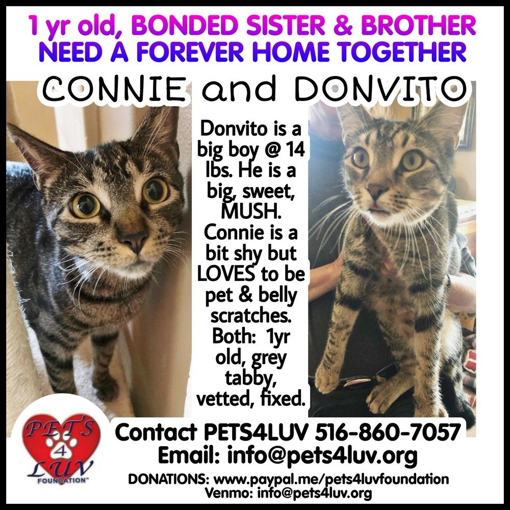 Connie Laurelton, Adoptable, Young Female Tabby & Domestic Short Hair.