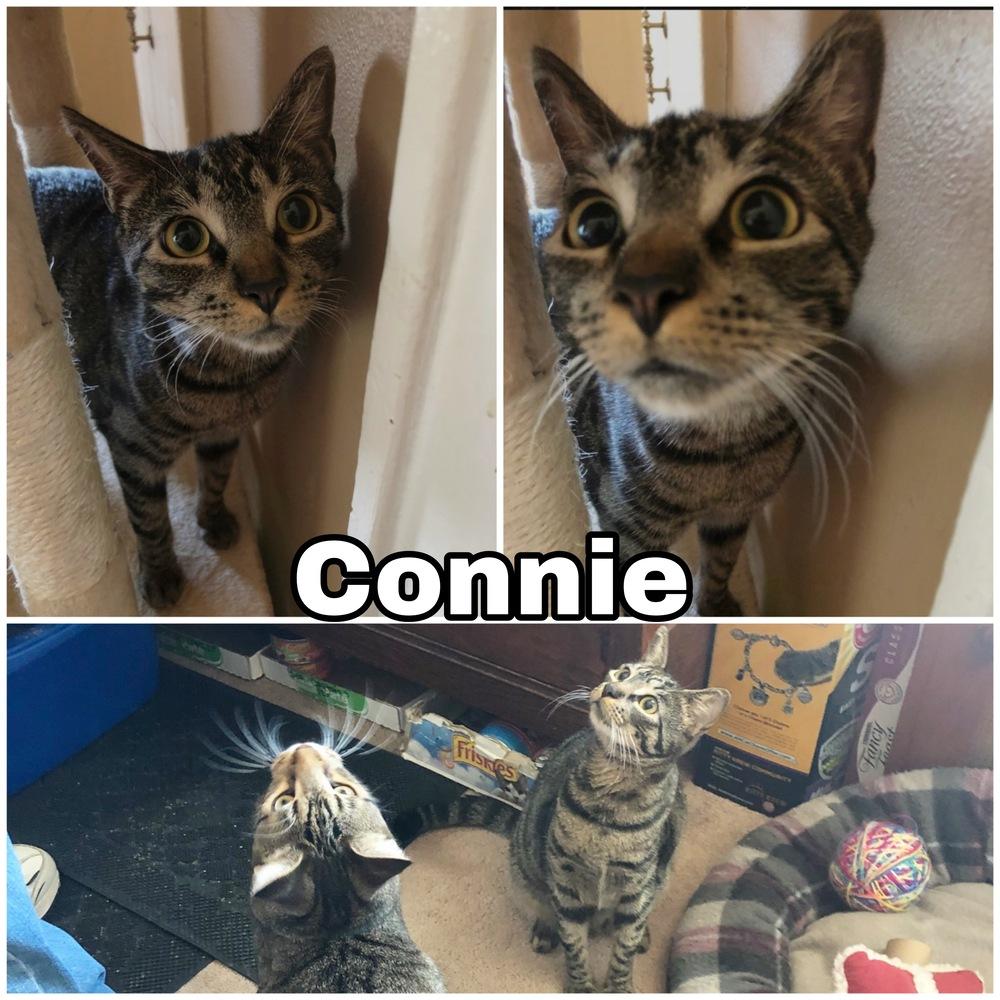 Enlarge Connie Laurelton, a Adoptable mixed breed in Westbury, NY image 2/3