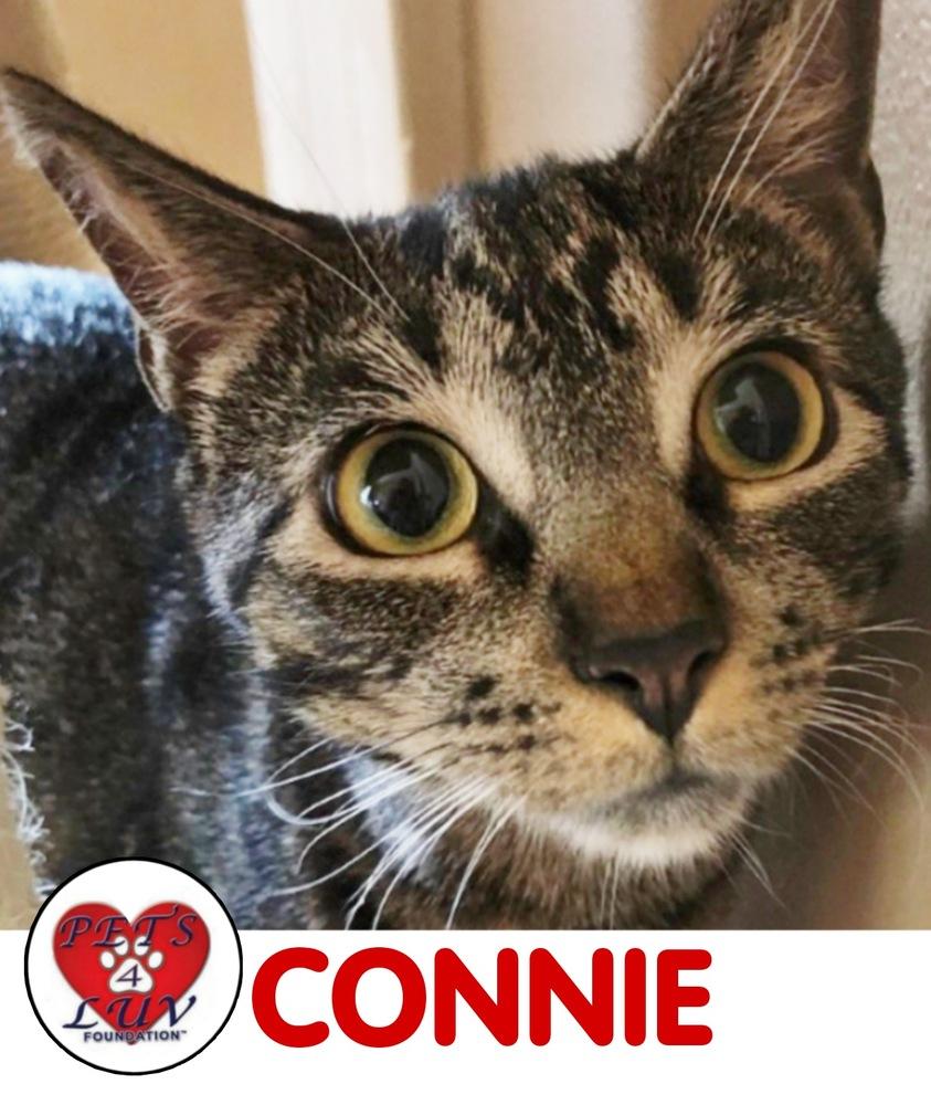 Enlarge Connie Laurelton, a Adoptable mixed breed in Westbury, NY image 3/3