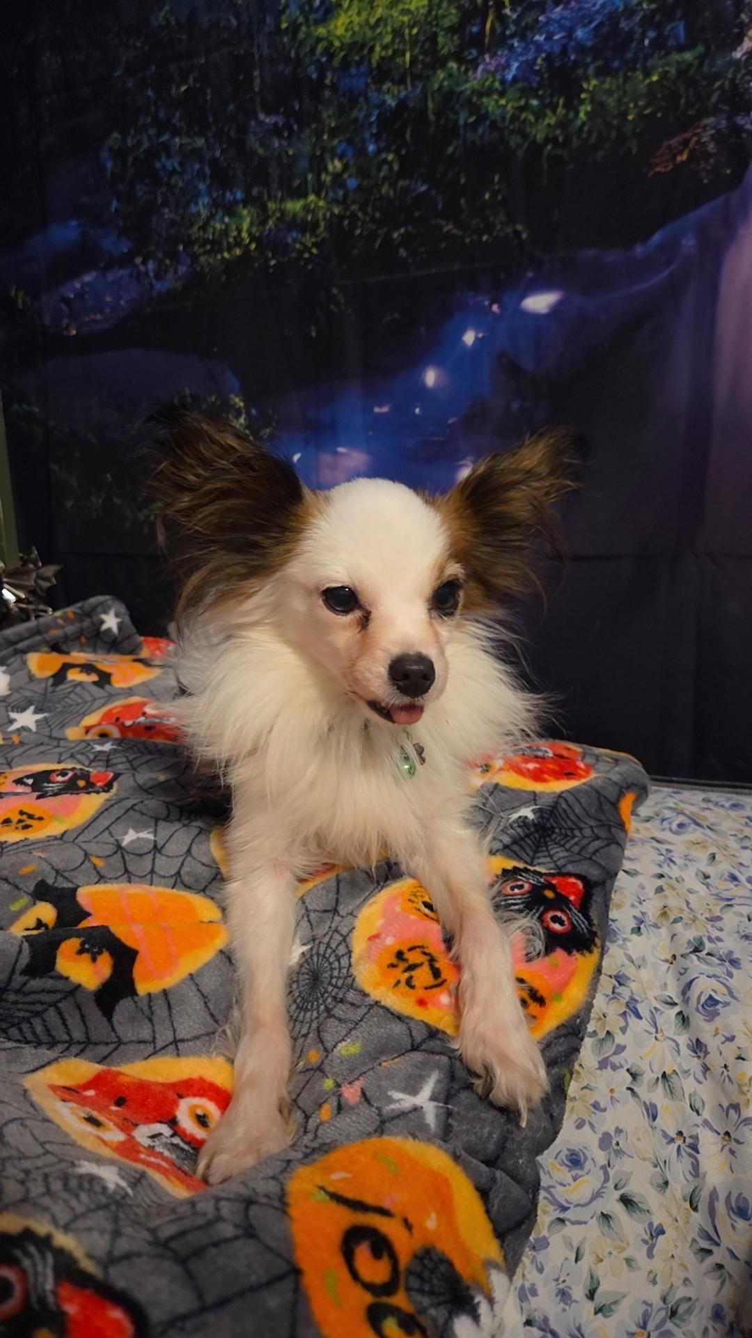 Enlarge Master Loki, a Adoptable Papillon in Evansville, IN image 1/3