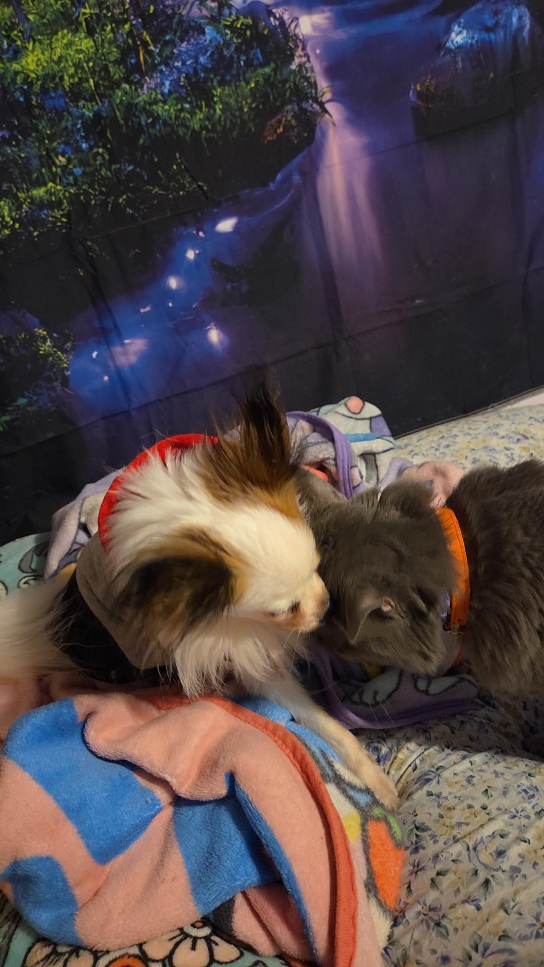 Enlarge Master Loki, a Adoptable Papillon in Evansville, IN image 2/3