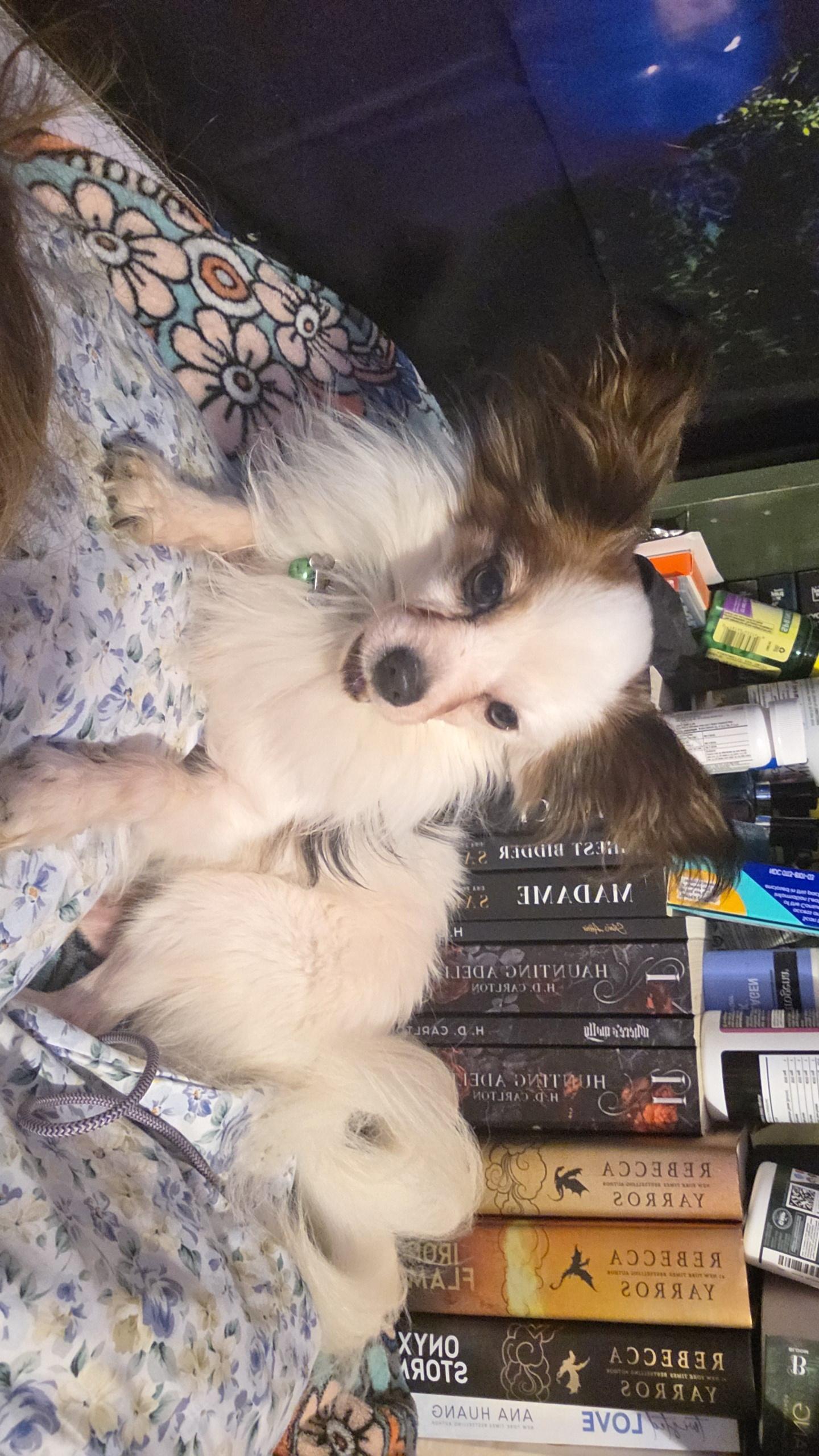 Enlarge Master Loki, a Adoptable Papillon in Evansville, IN image 3/3