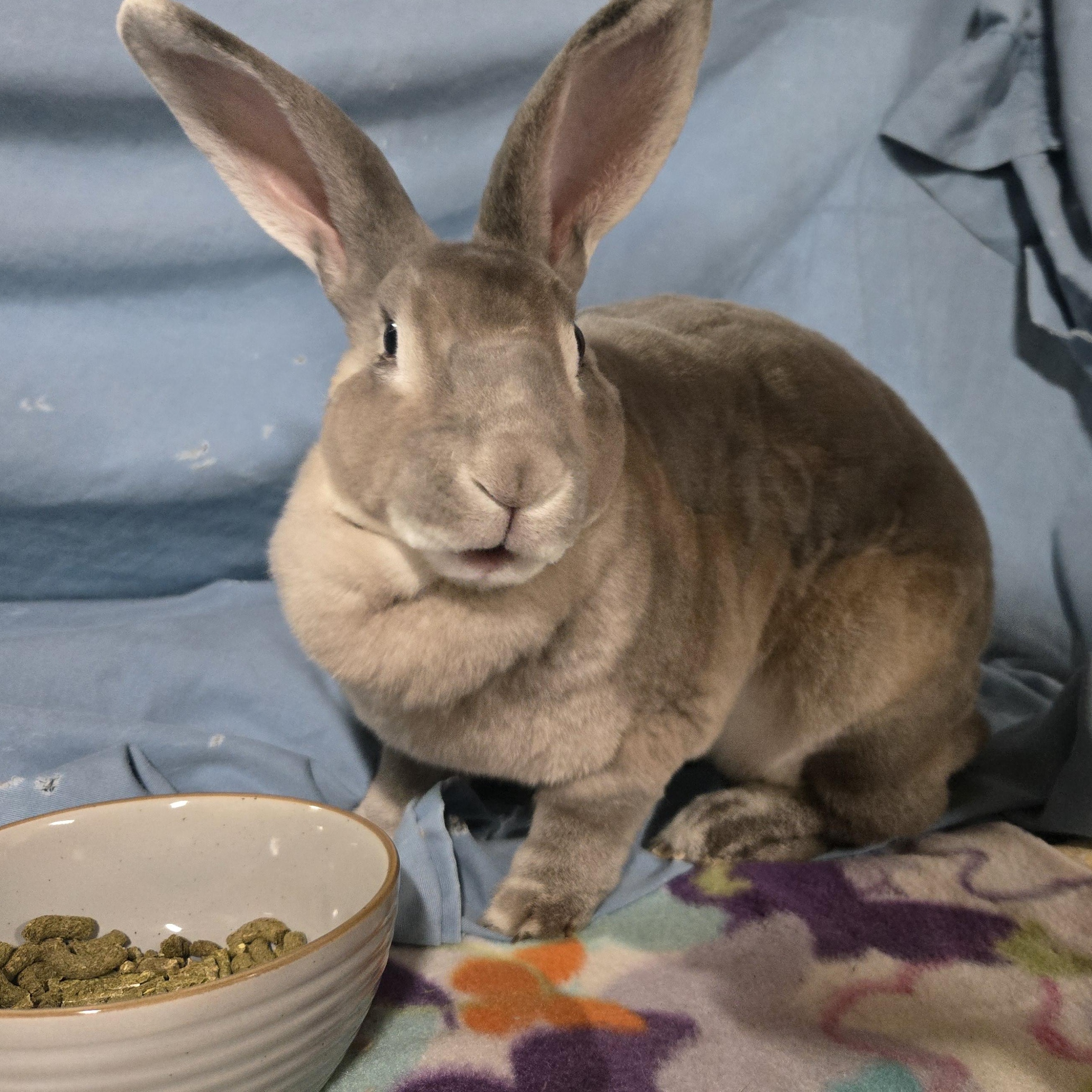 Enlarge Chippy, a Adoptable Rex in Worcester, MA image 2/4
