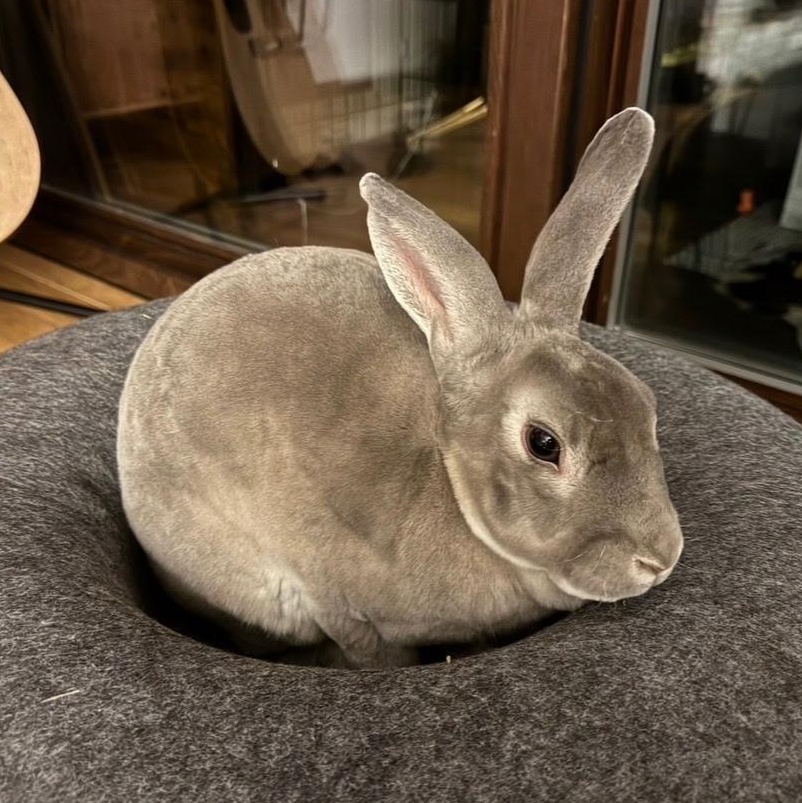 Enlarge Chippy, a Adoptable Rex in Worcester, MA image 4/4