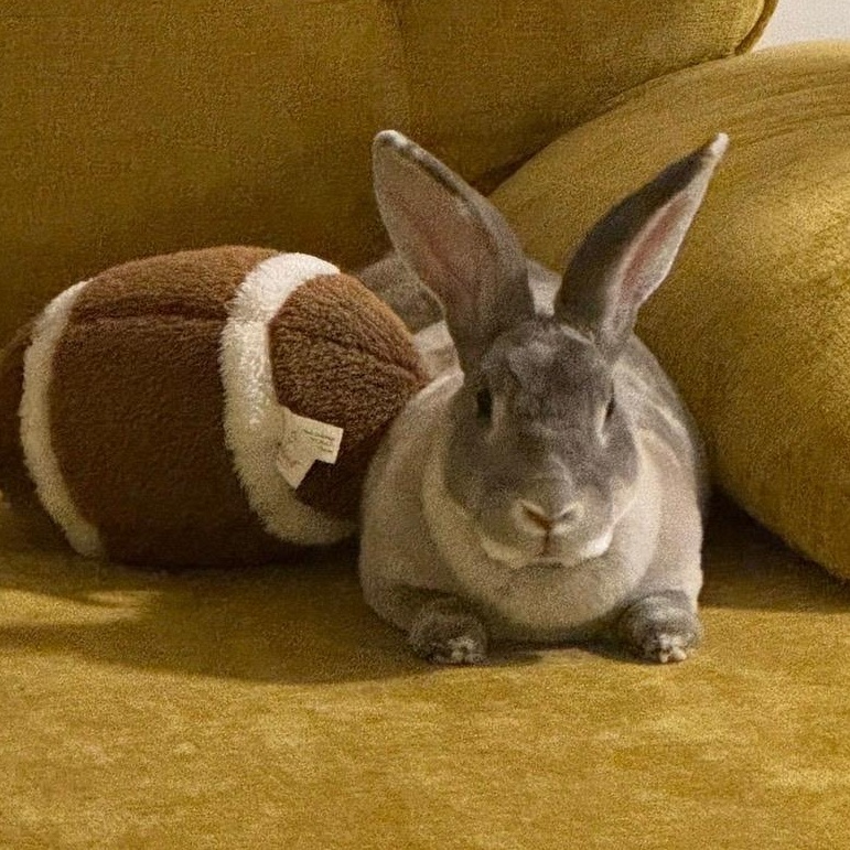 Enlarge Chippy, a Adoptable Rex in Worcester, MA image 3/4