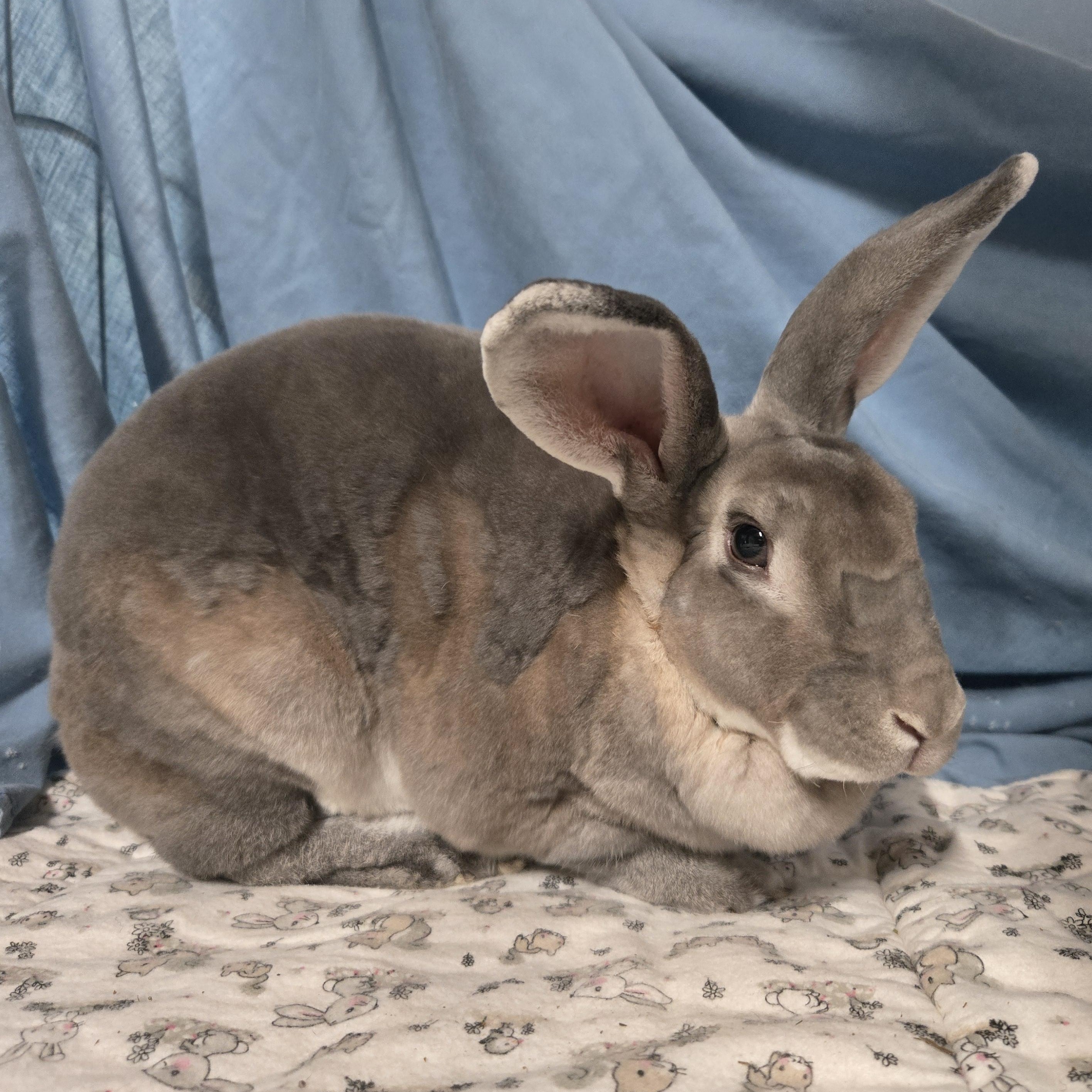 Chippy, Adoptable, Young Female Rex.