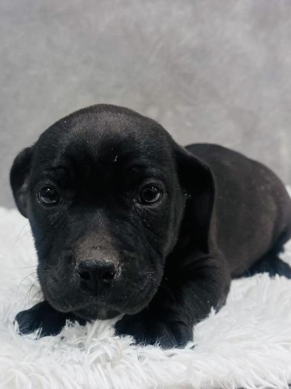 Dulce, Adoptable, Puppy Female Pit Bull Terrier & Mixed Breed.