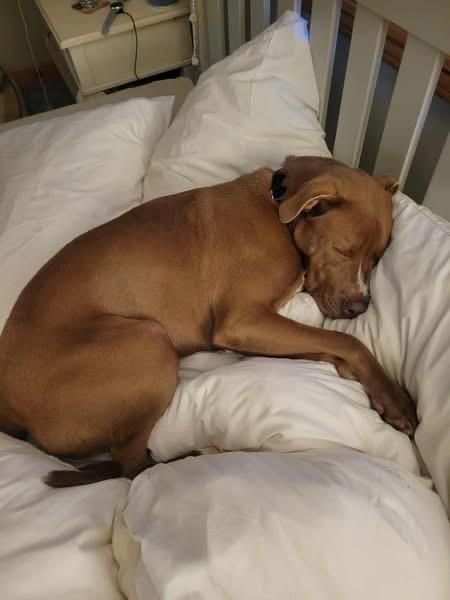 Bella, a Adoptable mixed breed image 2/5