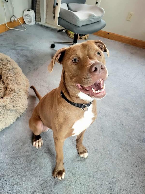 Bella, a Adoptable mixed breed image 3/5